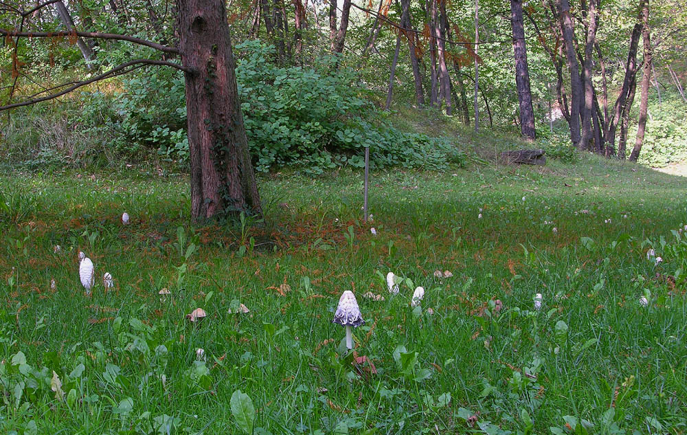 Tempo di Coprinus...